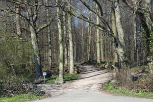 Naturfriedhof-Arboleum-Julianenruh-Strande-Waldbestattung-Baumbestattung